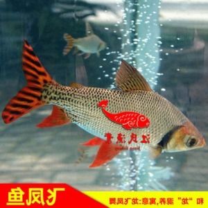 金龍魚混養(yǎng)魚撈走了：當(dāng)您的金龍魚混養(yǎng)魚被撈走了，您可能會(huì)感到擔(dān)憂和困惑