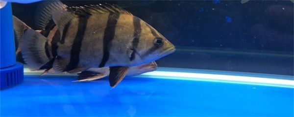 6厘米小虎魚喂什么食物好：6厘米小虎魚喂什么好 虎魚百科 第2張