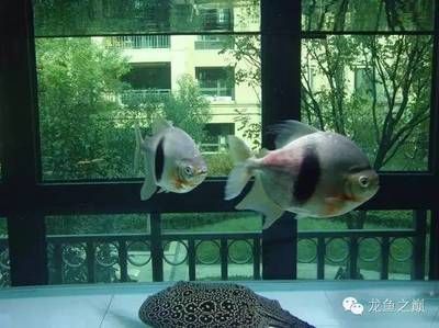 魟魚(yú)的養(yǎng)殖方法圖解視頻：魟魚(yú)養(yǎng)殖方法圖解視頻圖解[需手動(dòng)填充][需手動(dòng)填充]魚(yú)的養(yǎng)殖方法圖解視頻 魟魚(yú)百科 第2張