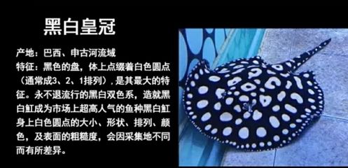 魟魚的種類：魟魚種類介紹 魟魚百科 第2張