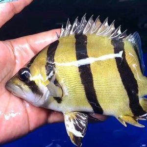 泰國虎魚去哪買：泰國虎魚可以通過多個渠道購買 泰國虎魚 第2張