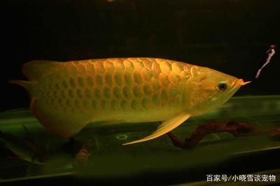 龍魚喂食完多久換水合適：龍魚喂食多久換水合適龍魚喂食完多久換水合適