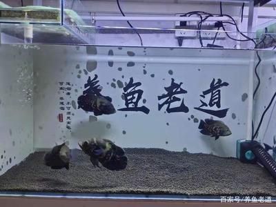 不打氧氣的魚(yú)缸可以養(yǎng)什么：不打氧氣的魚(yú)缸可以養(yǎng)哪些魚(yú)？ 魚(yú)缸百科 第1張