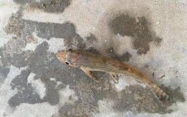 虎魚(yú)突然不吃泥鰍了怎么回事：虎魚(yú)突然不吃泥鰍了怎么辦 虎魚(yú)百科 第1張