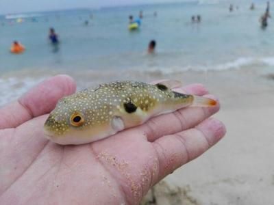 魟魚(yú)的毒素多久排出來(lái)一次啊：魟魚(yú)的毒素多久排一次 魟魚(yú)百科 第2張