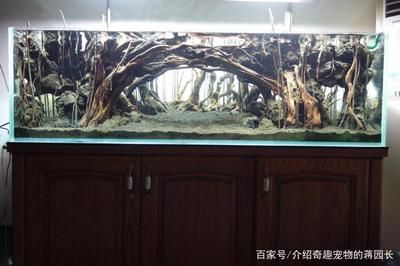 便宜的魚(yú)缸造景材料有哪些：魚(yú)缸造景材料介紹 魚(yú)缸百科 第3張