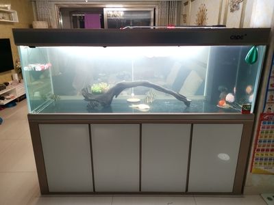 彩蝶魚缸可以定制嗎：保定鑫德龍水族科技有限公司彩蝶魚缸定制服務 彩鰈魚缸（彩蝶魚缸） 第4張