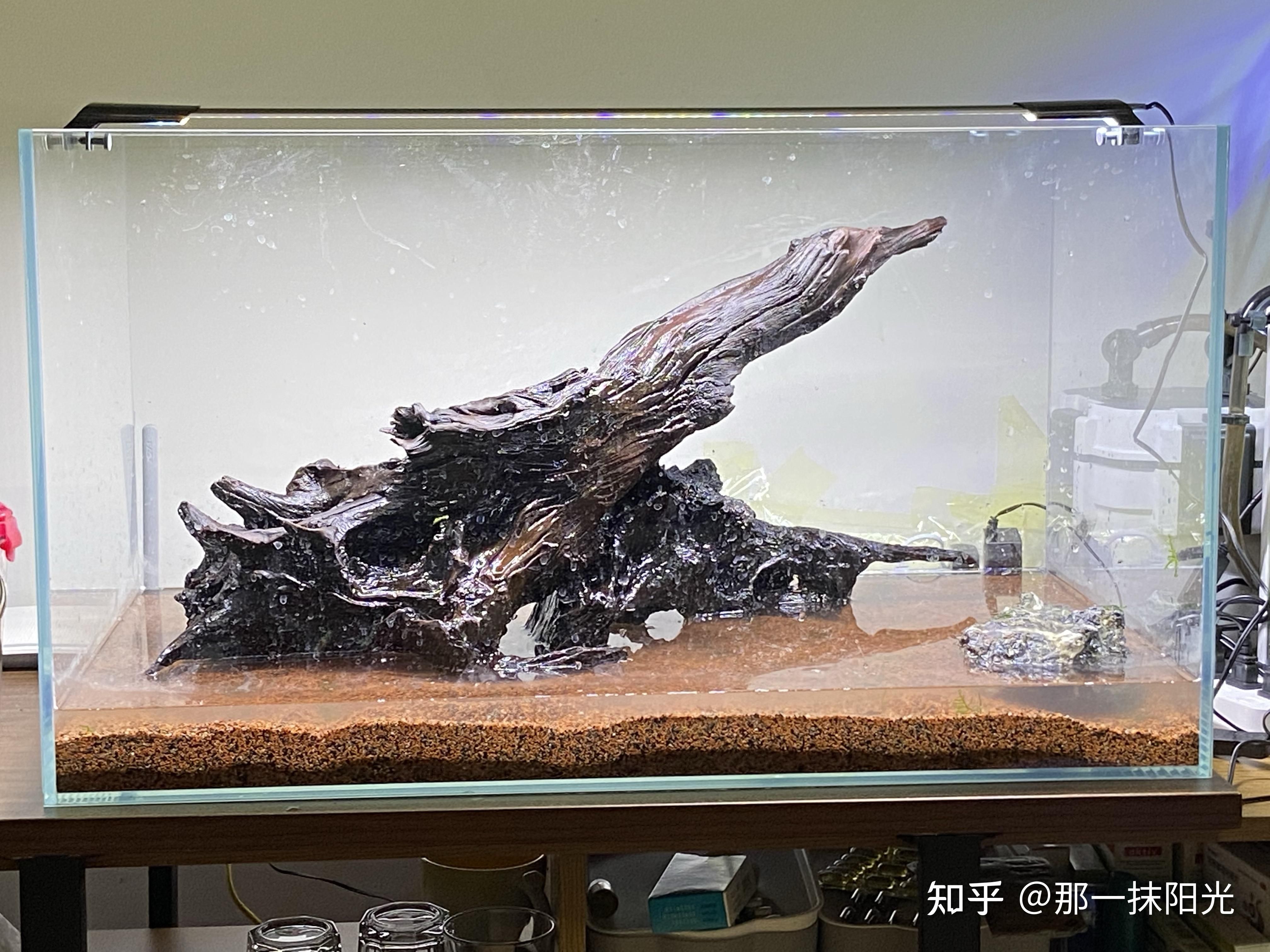 沉木造景魚缸：60魚缸沉木造景圖片大全 魚缸百科 第3張