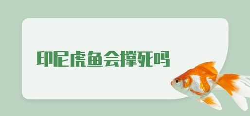 虎魚吃多了會(huì)撐死嗎：虎魚吃多了會(huì)撐死嗎， 虎魚百科 第2張