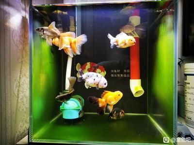 彩蝶火鳥魚缸怎么樣養(yǎng)魚：專業(yè)魚缸彩蝶火鳥魚缸 彩鰈魚缸（彩蝶魚缸） 第1張