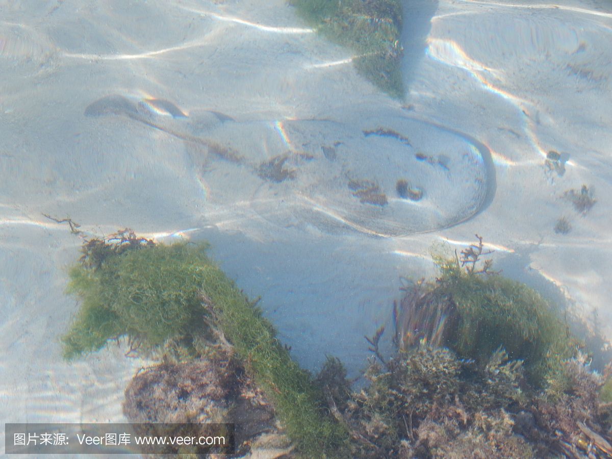 魟魚(yú)總在水面上游：如果你的魟魚(yú)總是浮在水面上游，可能是由這幾個(gè)原因引起的 魟魚(yú)百科 第2張