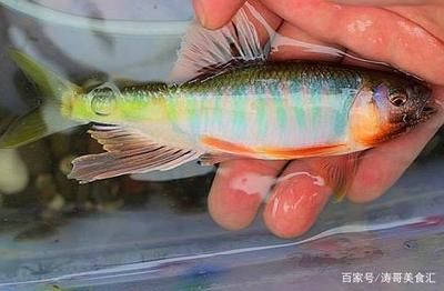 白條魚能在魚缸養(yǎng)嗎：如何在魚缸中養(yǎng)活白條魚 魚缸百科 第3張