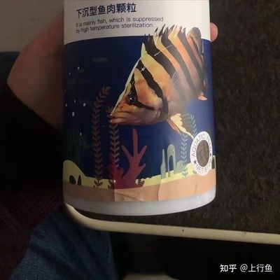 虎魚只吃蝦不吃魚：為什么虎魚只吃蝦不吃魚？ 虎魚百科 第2張