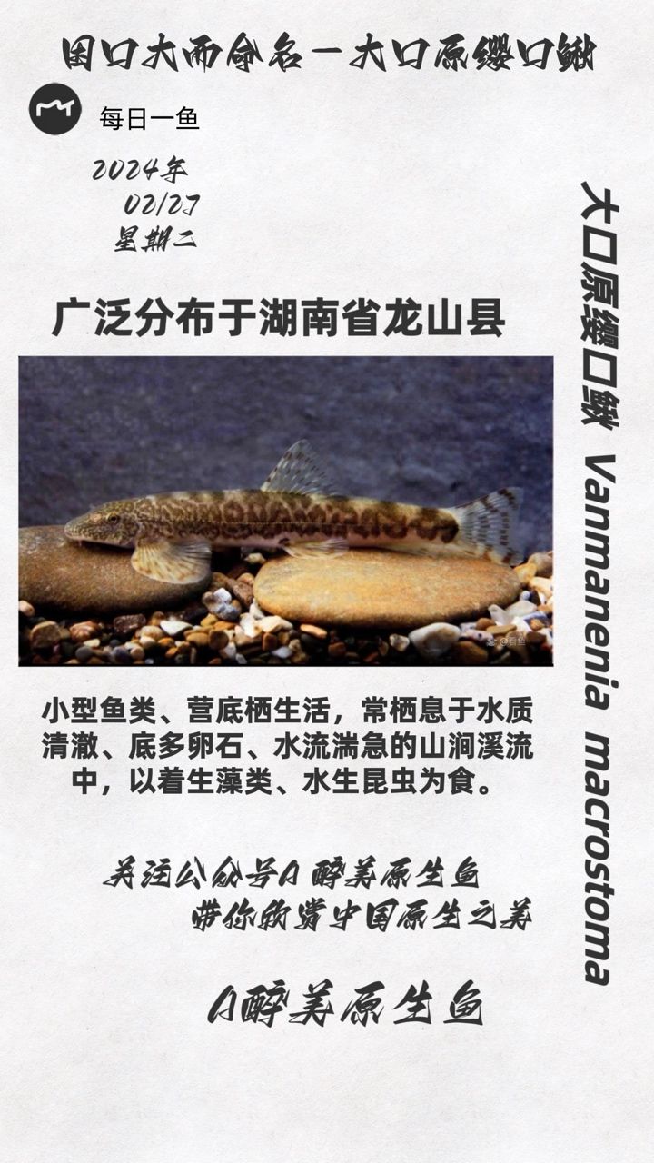 大口原纓口鰍：分布湖南龍山縣 觀賞魚論壇