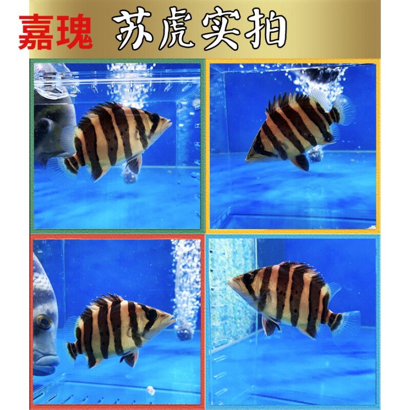 5cm虎魚苗喂什么好養(yǎng)活：如何喂養(yǎng)5cm的虎魚苗 虎魚百科 第2張