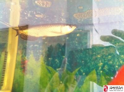 大型魚缸魚死了用弄出耒嗎 魚缸百科 第3張