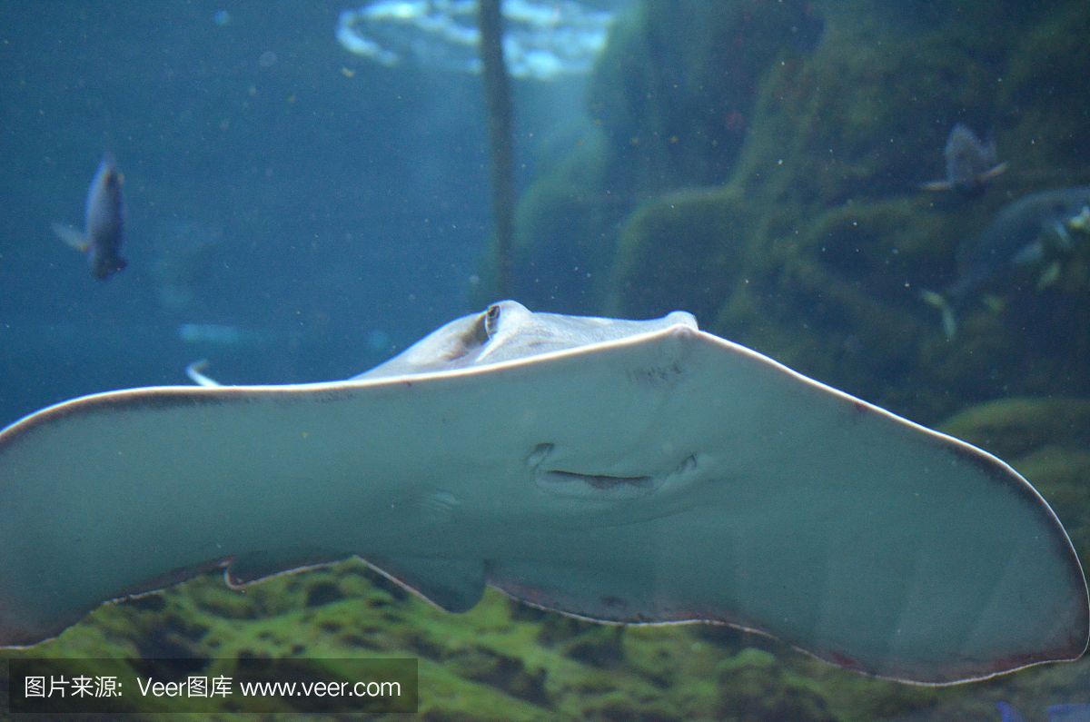 魟魚(yú)過(guò)水后趴著不動(dòng)怎么辦：魟魚(yú)過(guò)水后趴著不動(dòng)怎么辦[需手動(dòng)填充]魚(yú)過(guò)水后趴著不動(dòng)怎么辦 魟魚(yú)百科 第1張