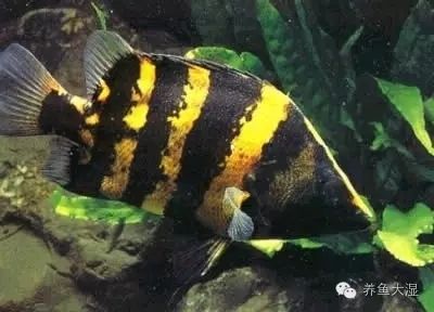 虎魚(yú)為什么總是黑色：虎魚(yú)為什么總是黑色的 虎魚(yú)百科 第1張