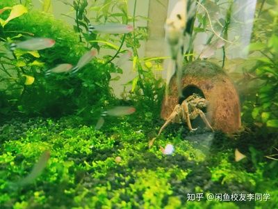 大型南美魚缸造景：南美風(fēng)情魚缸造景的注意事項(xiàng) 魚缸百科 第4張