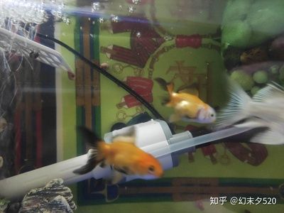 擦魚缸的魚：清潔魚的種類和功效