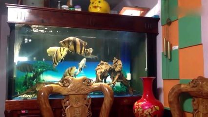 虎魚趁缸：虎魚為什么會蹭缸？ 虎魚百科 第2張