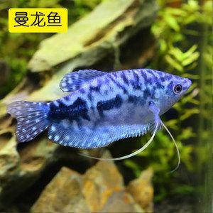 泰北虎魚為什么便宜：泰北虎魚價格相對于其他品種的虎魚來說較低