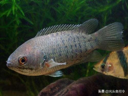 魟魚怎么游：魟魚怎么游泳 魟魚百科 第2張