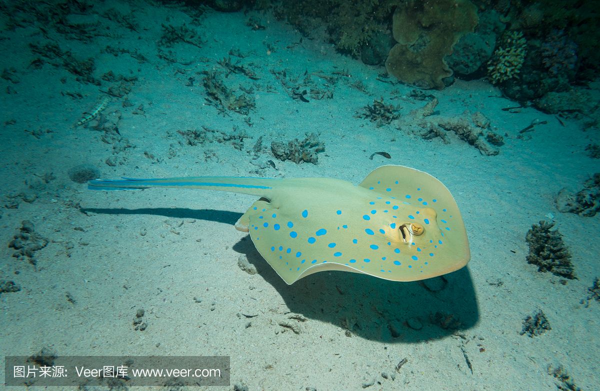 魟魚(yú)喂小魚(yú)要注意什么細(xì)菌病毒：喂小魟魚(yú)小魚(yú)時(shí)需要注意什么細(xì)菌病毒病毒 魟魚(yú)百科 第1張