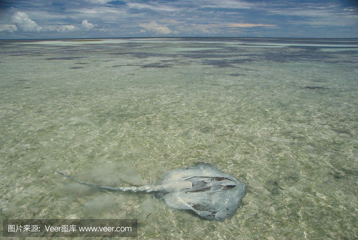 魟魚(yú)喂小魚(yú)要注意什么細(xì)菌病毒：喂小魟魚(yú)小魚(yú)時(shí)需要注意什么細(xì)菌病毒病毒 魟魚(yú)百科 第3張