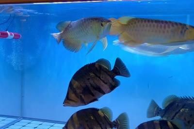 虎魚(yú)黑紋變淺了怎么回事：虎魚(yú)黑紋變淺可能由以下幾個(gè)原因引起：水質(zhì)變化是導(dǎo)致虎魚(yú)體色變化的主要原因之一 虎魚(yú)百科 第3張