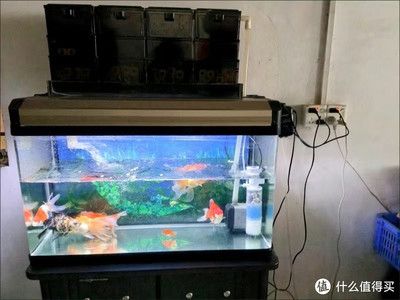 多大的魚缸需要過濾器：如何選擇合適的魚缸過濾器