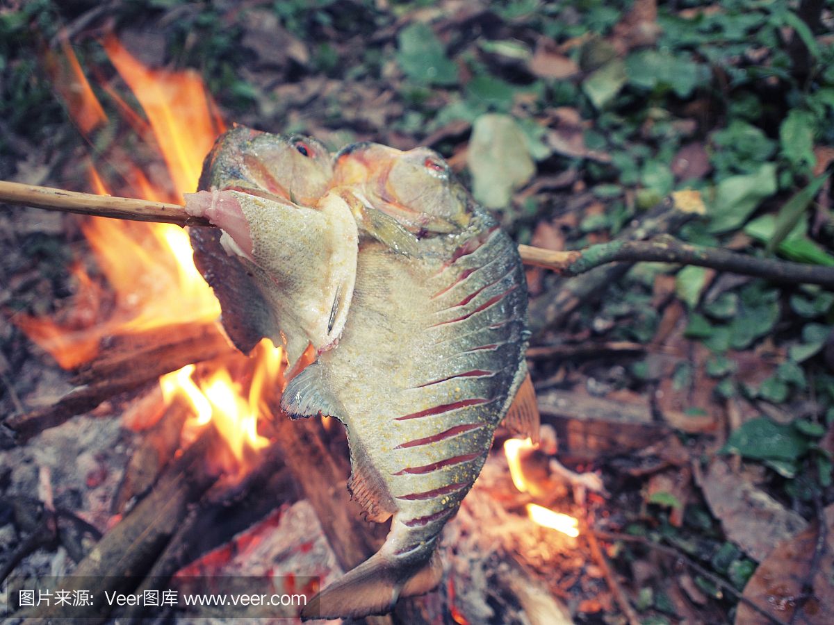 虎魚一般吃什么東西：虎魚的食性主要包括以下幾個(gè)方面虎魚的食性主要包括 虎魚百科 第3張