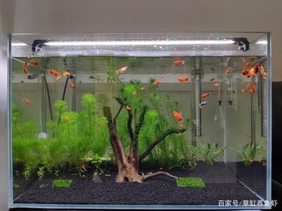 大魚缸水草放哪里合適：大魚缸放置在進(jìn)門處可以為家庭增添一份美景可以為家庭增添一份美景