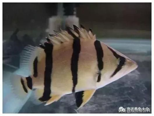 印尼虎黑紋不明顯圖片：印尼虎黑紋 虎魚百科 第1張