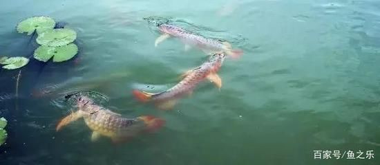 龍魚虎魚魟魚那句話怎么說：\