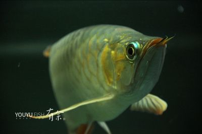 魟魚(yú)食量越來(lái)越小的原因：魟魚(yú)食量減少可能是由于多種原因引起的 魟魚(yú)百科 第2張