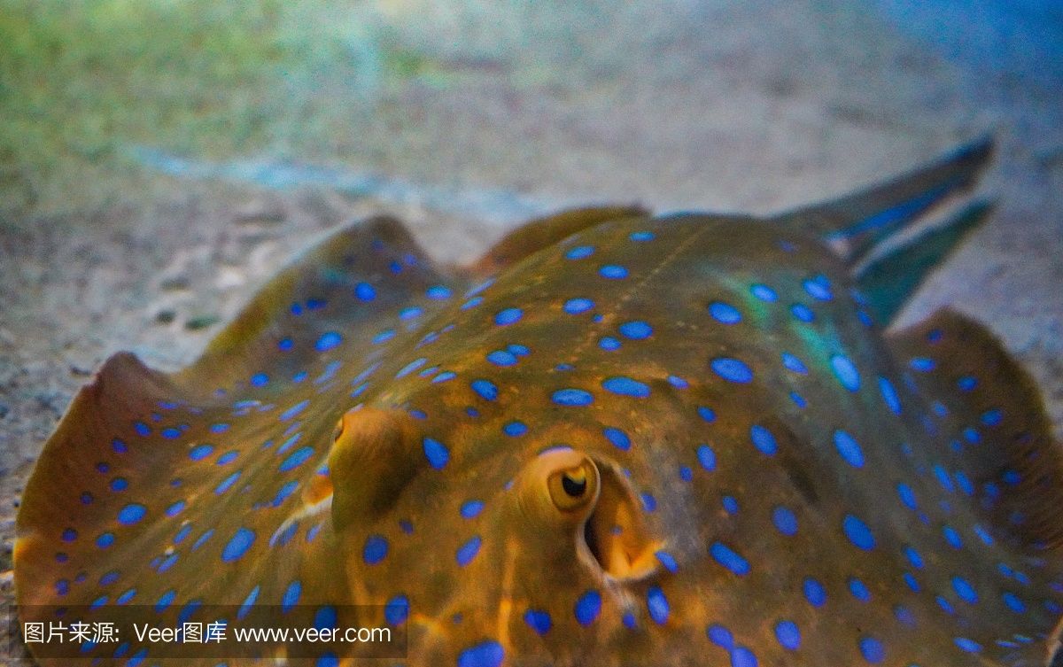 魟魚用什么背景顏色紙：如何選擇魟魚的背景顏色紙 魟魚百科 第3張