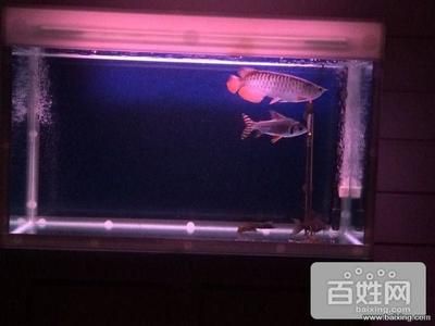 大港賣魚缸的地方在哪里：大港地區(qū)賣魚缸信息 魚缸百科 第1張