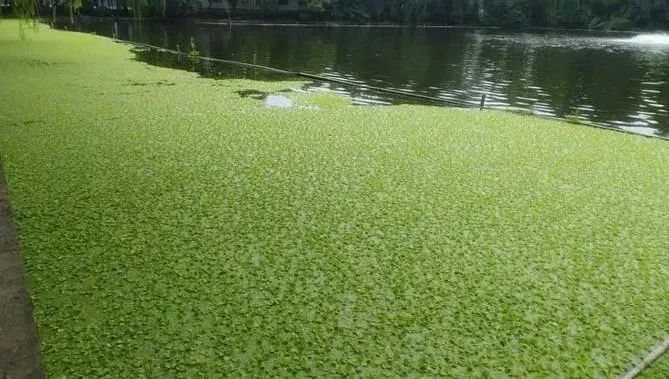 大薸魚缸里面可以養(yǎng)不：大薸養(yǎng)護(hù)注意事項(xiàng) 魚缸百科 第4張