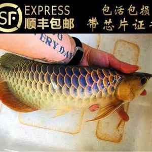 金龍魚怎么區(qū)分過背和高背的：過背金龍魚和高背金龍魚的區(qū)分，過背金龍魚和高背金龍魚的區(qū)別 龍魚百科 第3張