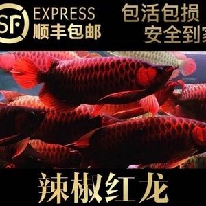 金龍魚怎么區(qū)分過背和高背的：過背金龍魚和高背金龍魚的區(qū)分，過背金龍魚和高背金龍魚的區(qū)別 龍魚百科 第2張