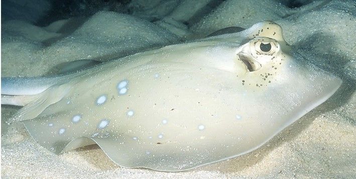 魟魚能餓多久不死：魟魚的饑餓耐受性因個(gè)體差異、健康狀況、生活環(huán)境等因素有所不同 魟魚百科 第1張