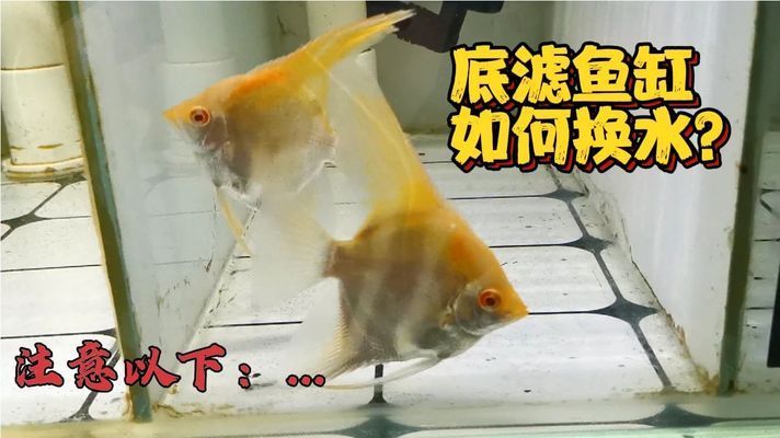 大魚缸換水怎么換的視頻：大魚缸換水正確的換水方法可以保證魚兒的健康和水質(zhì)的清潔 魚缸百科 第1張