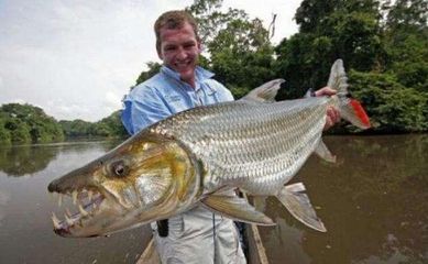 虎魚厲害嗎：虎魚作為寵物魚被人類飼養(yǎng)在魚缸中時 虎魚百科 第1張