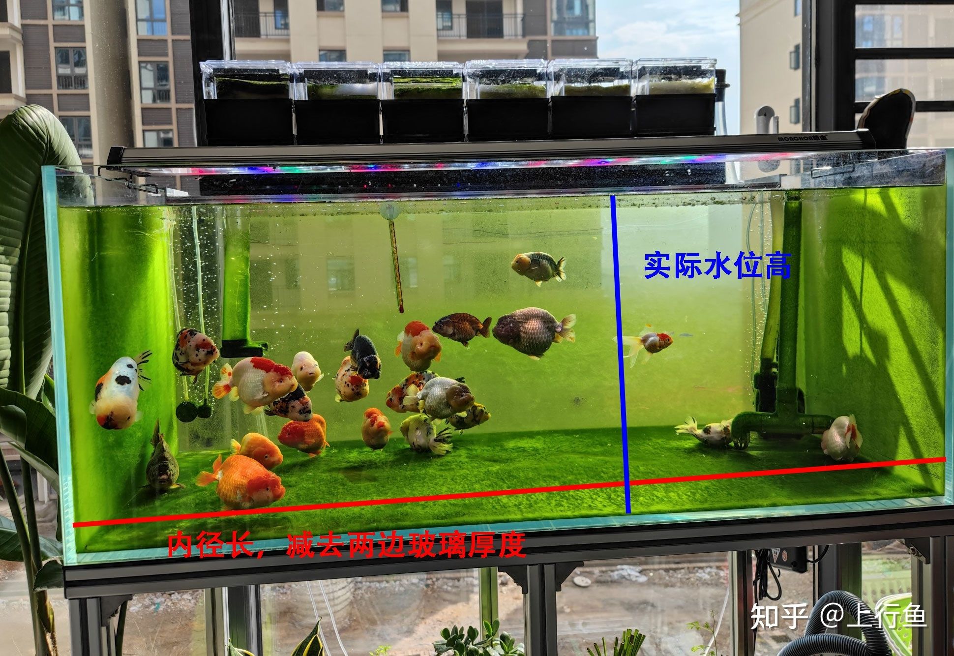 常用魚缸尺寸：魚缸尺寸怎么選擇 魚缸百科 第1張