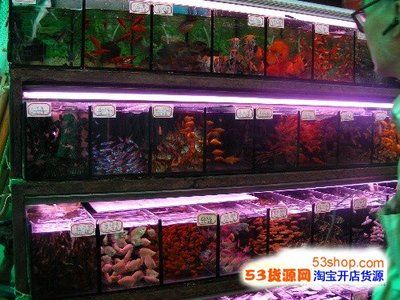 大型魚缸批發(fā)市場在哪里有：大型魚缸批發(fā)市場 魚缸百科 第4張