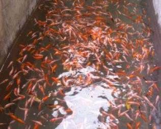 錦鯉吃龍魚飼料好嗎：錦鯉可以吃龍魚飼料嗎？