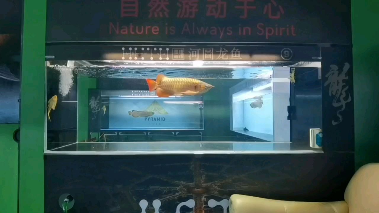 一人，幾條魚，不算孤獨：養(yǎng)魚人的世界,純境 觀賞魚論壇