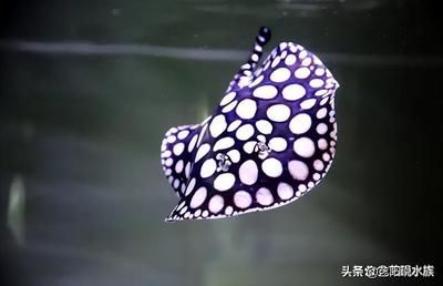 魟魚(yú)怎么搶救：魟魚(yú)在養(yǎng)殖過(guò)程中可能會(huì)遇到各種緊急情況搶救方法 魟魚(yú)百科 第3張