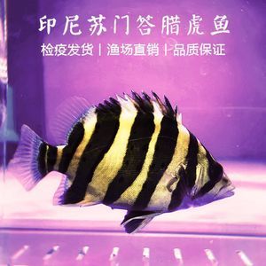 印尼虎好還是蘇虎好魚：印尼虎魚和蘇虎魚并沒有好壞之分，它們是同一種魚類的不同稱呼 虎魚百科 第3張